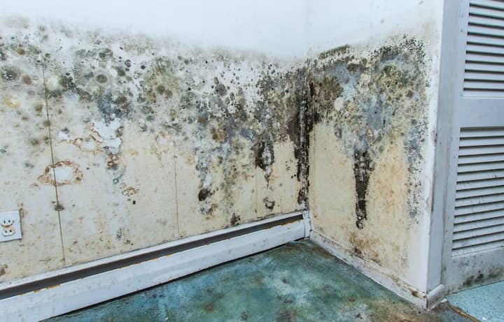 mold removal bentonville ar